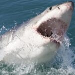 Aumentan avistamientos de tiburones en playas de Nueva York