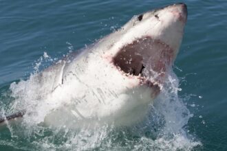 Aumentan avistamientos de tiburones en playas de Nueva York