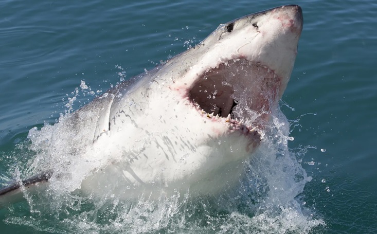 Aumentan avistamientos de tiburones en playas de Nueva York